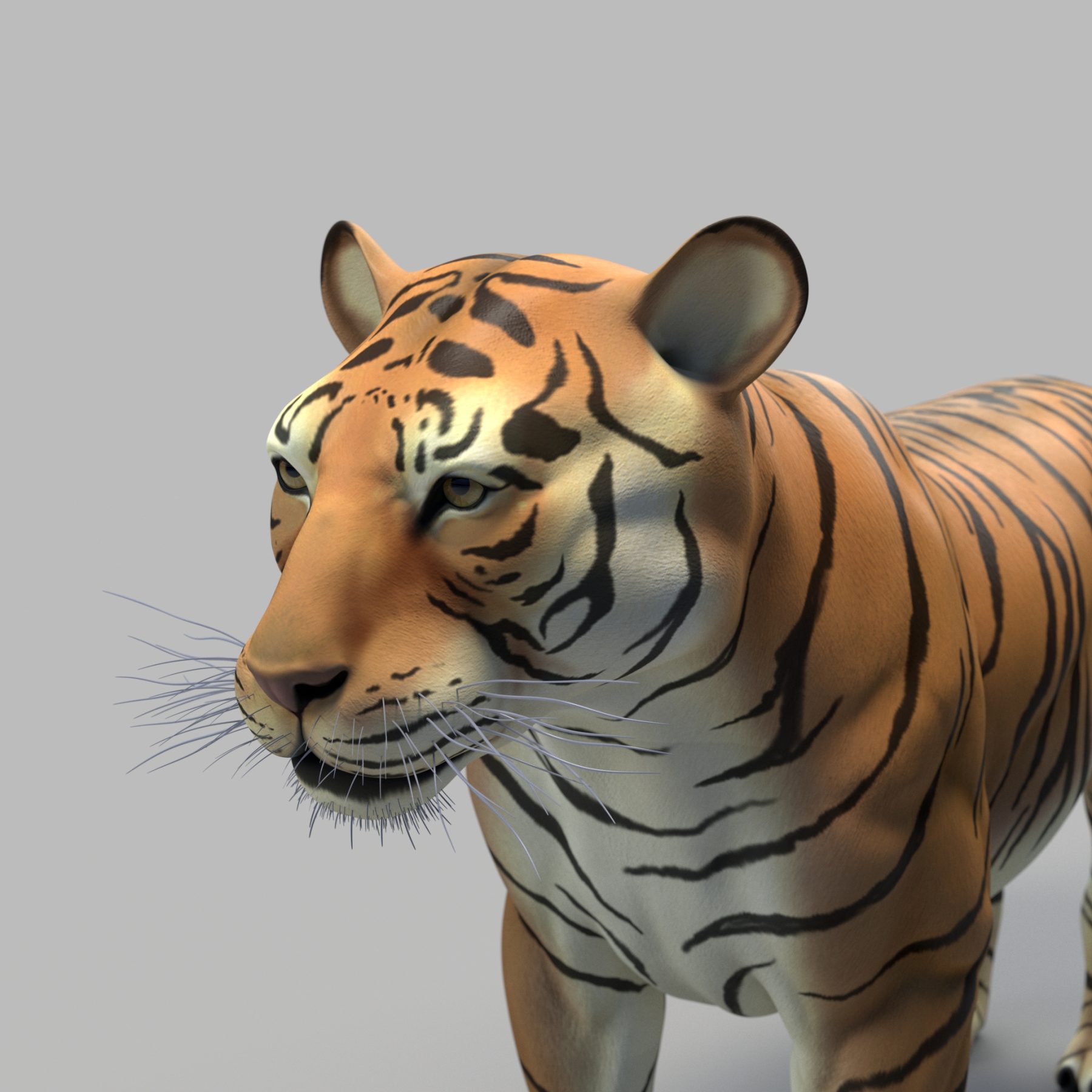 Bengal Tiger 3D Model
