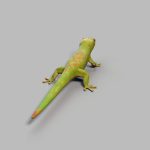 Gecko Rig - AnimProps