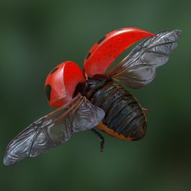 Hyperreal Ladybug rig Non commercial