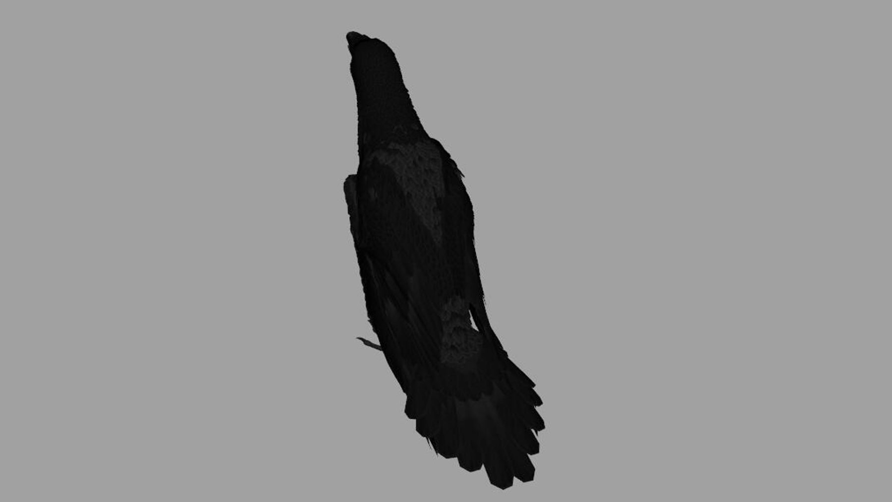 Crow Bird Dove - Image 14