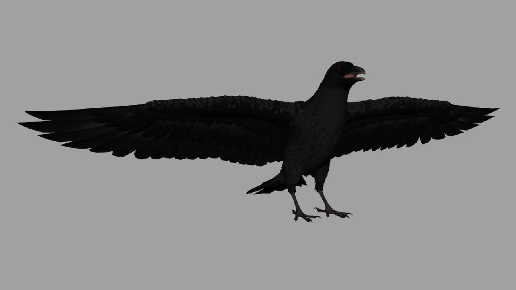 Crow Bird Dove - Image 2