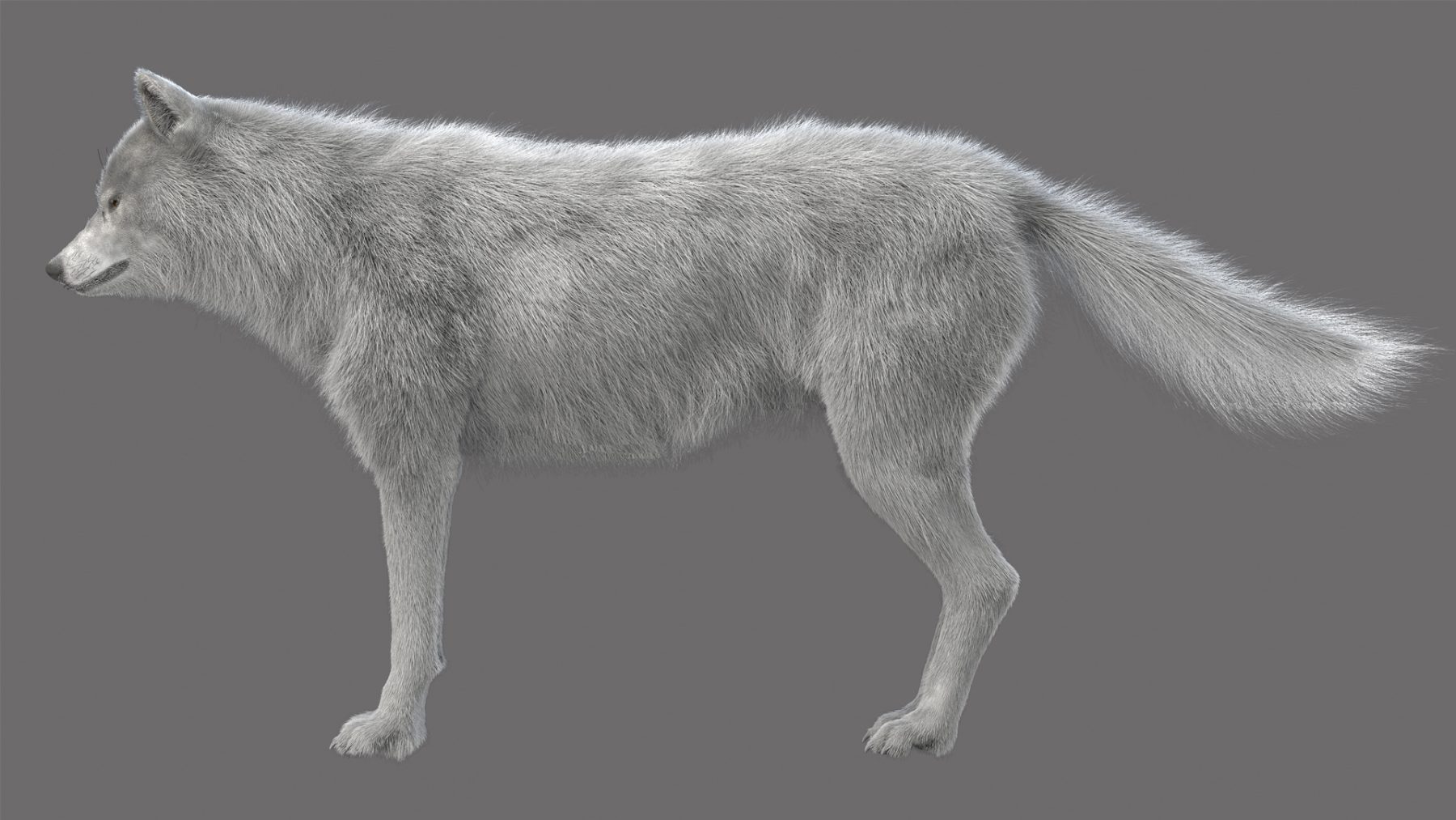 WhiteWolf - Image 2