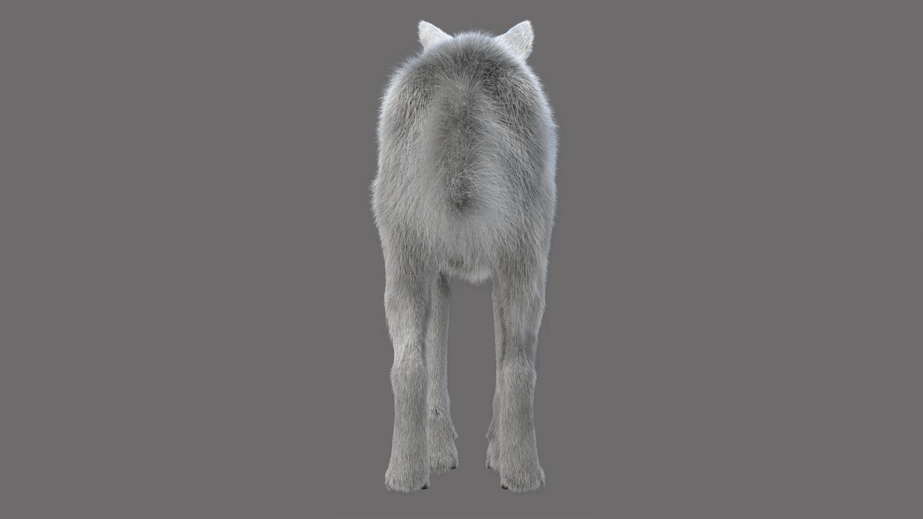 WhiteWolf - Image 4