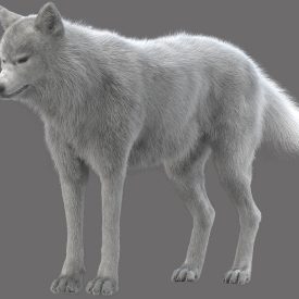 WhiteWolf