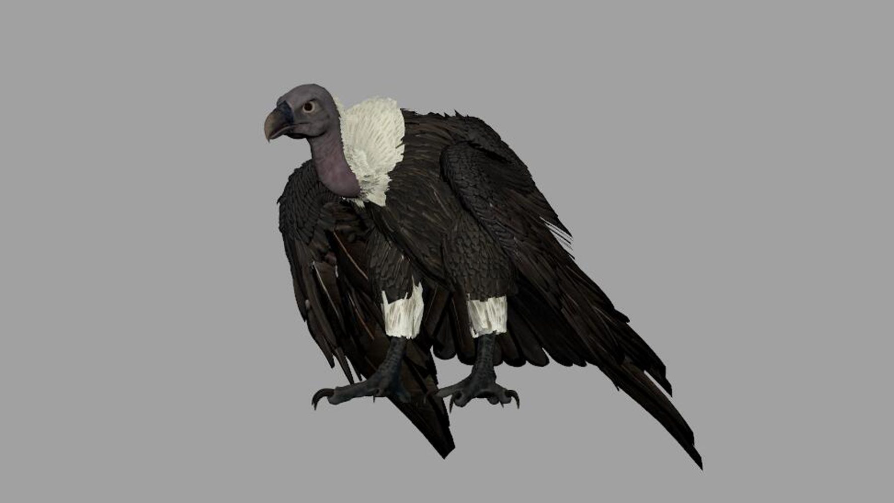 vulture - Image 6