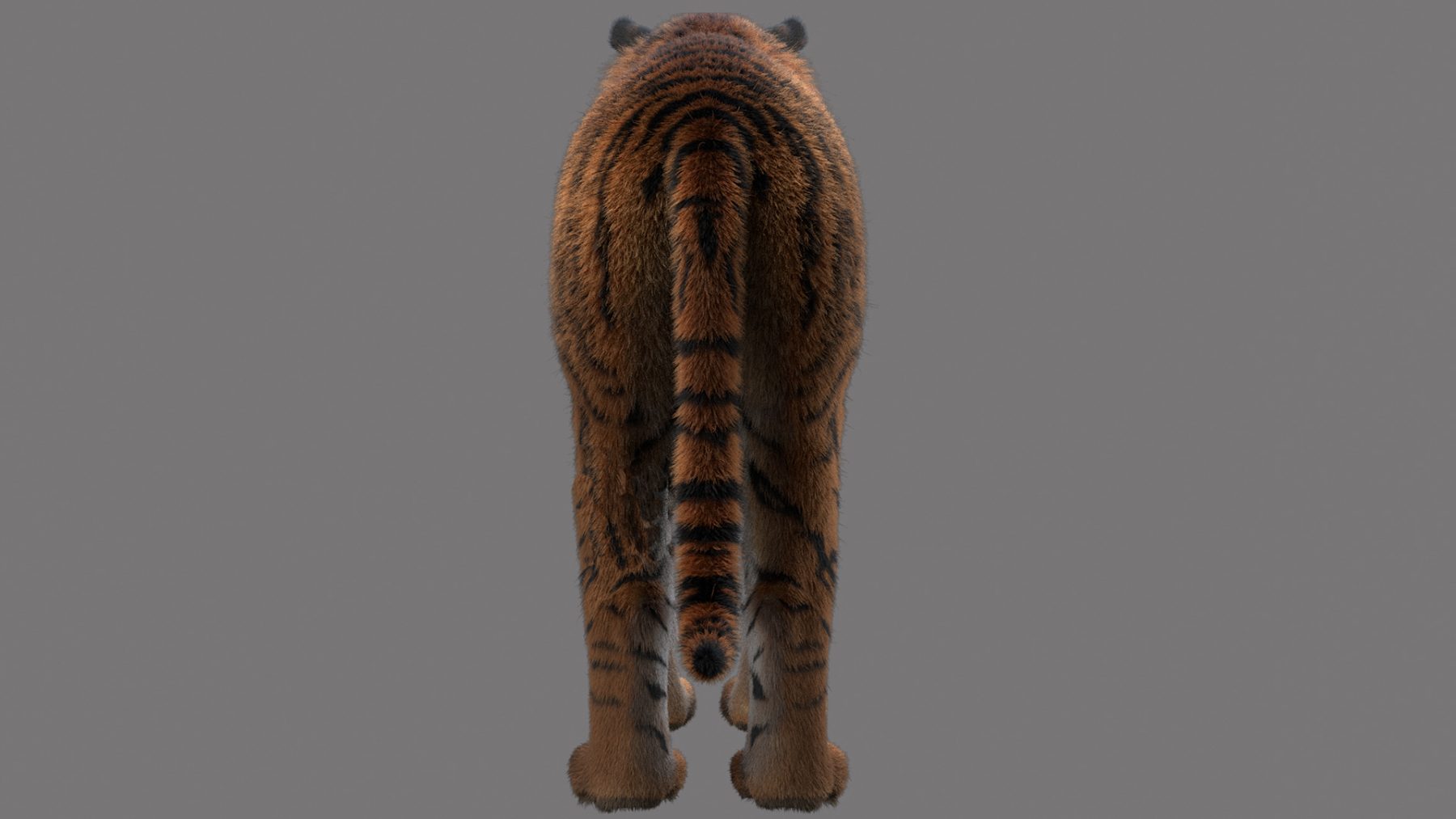 Tiger - Image 4