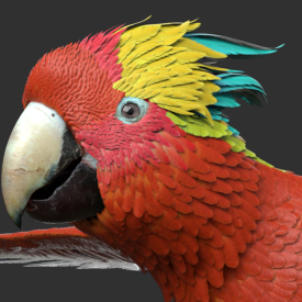 Parrot