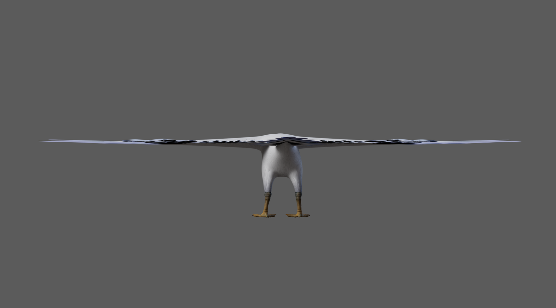 Seagull Bird - Image 4