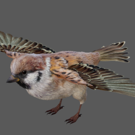 Sparrow Bird