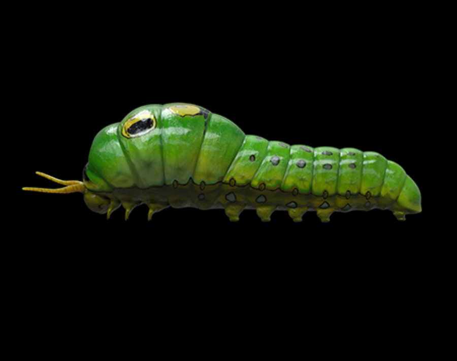 Cartoon_Insects - Image 2