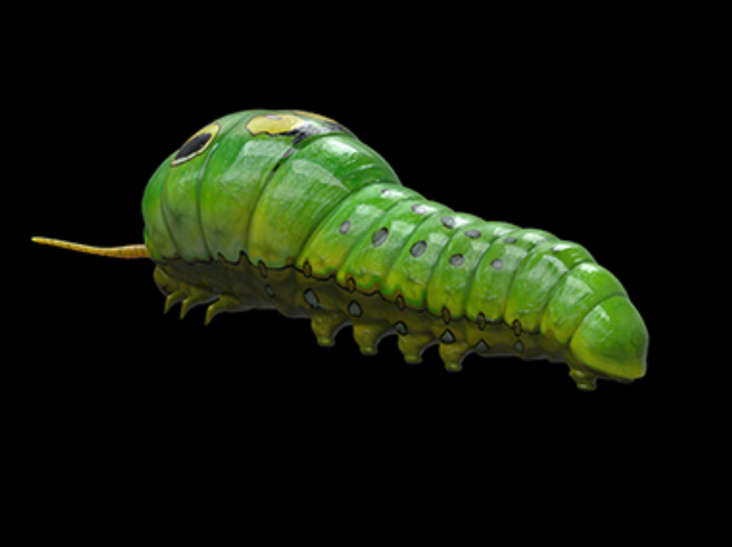 Cartoon_Insects - Image 3